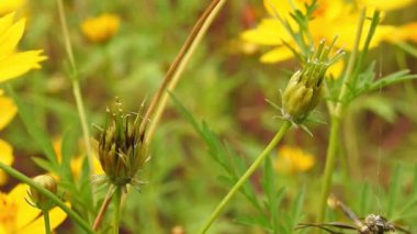 Parkta yavaş çekimde sarı papatya çiçekleri, yeşil odak arkaplanı ile, Cosmos bipinnatus, yaygın olarak bahçe kozmosu veya Meksika paskalyası olarak adlandırılır, orta büyüklükte bir çiçektir. Kozmos bipinnatus, ikiz sülfür kozmozu ve sarı kozmos (kozmos sulphureus)) 