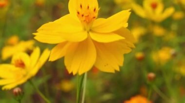 Parkta yavaş çekimde sarı papatya çiçekleri, yeşil odak arkaplanı ile, Cosmos bipinnatus, yaygın olarak bahçe kozmosu veya Meksika paskalyası olarak adlandırılır, orta büyüklükte bir çiçektir. Kozmos bipinnatus, ikiz sülfür kozmozu ve sarı kozmos (kozmos sulphureus)) 
