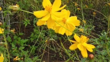 Parkta yavaş çekimde sarı papatya çiçekleri, yeşil odak arkaplanı ile, Cosmos bipinnatus, yaygın olarak bahçe kozmosu veya Meksika paskalyası olarak adlandırılır, orta büyüklükte bir çiçektir. Kozmos bipinnatus, ikiz sülfür kozmozu ve sarı kozmos (kozmos sulphureus)) 