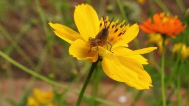 Parkta yavaş çekimde sarı papatya çiçekleri, yeşil odak arkaplanı ile, Cosmos bipinnatus, yaygın olarak bahçe kozmosu veya Meksika paskalyası olarak adlandırılır, orta büyüklükte bir çiçektir. Kozmos bipinnatus, ikiz sülfür kozmozu ve sarı kozmos (kozmos sulphureus)) 