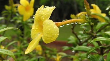 Mavi Klitorya ternateası çizgileri olan Asya güvercin kanatları. Parkta yavaş çekimde sarı papatya çiçekleri, yeşil odak arkaplanı ile, Cosmos bipinnatus, yaygın olarak bahçe kozmosu veya Meksika paskalyası olarak adlandırılır, orta büyüklükte bir çiçektir. Kozmos bipinnatus