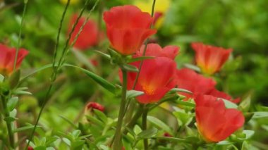 Mavi Klitorya ternateası çizgileri olan Asya güvercin kanatları. Parkta yavaş çekimde sarı papatya çiçekleri, yeşil odak arkaplanı ile, Cosmos bipinnatus, yaygın olarak bahçe kozmosu veya Meksika paskalyası olarak adlandırılır, orta büyüklükte bir çiçektir. Kozmos bipinnatus