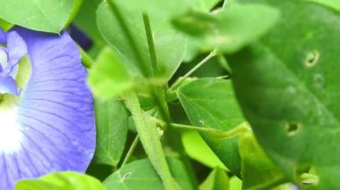 Mavi Klitorya ternateası çizgileri olan Asya güvercin kanatları. Parkta yavaş çekimde sarı papatya çiçekleri, yeşil odak arkaplanı ile, Cosmos bipinnatus, yaygın olarak bahçe kozmosu veya Meksika paskalyası olarak adlandırılır, orta büyüklükte bir çiçektir. Kozmos bipinnatus