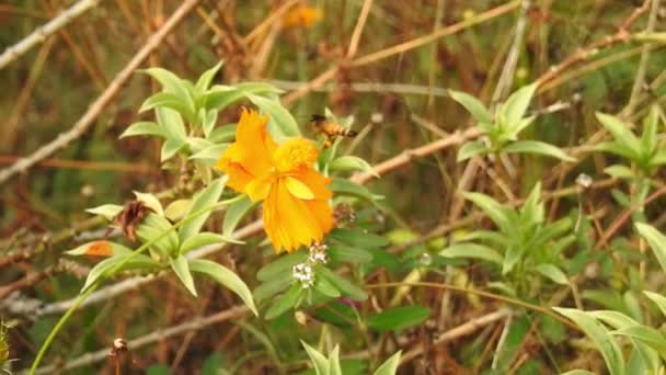 オレンジ色の夏の花 硫黄のコスモスと黄色のコスモス 緑色の葉を持つコスモス硫黄 庭に黄色いコスモスの花を咲かせる畑 緑のボケを持つオレンジ色の花 スローモーションで公園の黄色のデイジーの花 — ストック動画