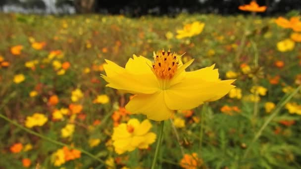 Turuncu Yaz Çiçeği Sülfür Kozmos Sarı Kozmos Yeşil Yapraklı Sülfür — Stok video