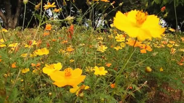 Πορτοκαλί Καλοκαιρινό Λουλούδι Sulfur Cosmos Και Κίτρινο Σύμπαν Cosmos Sulphureus — Αρχείο Βίντεο