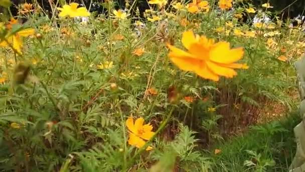 Flor Verão Laranja Cosmos Enxofre Cosmos Amarelos Cosmos Sulfúrico Com — Vídeo de Stock