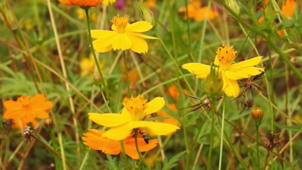 Orangefarbene Sommerblume Schwefelkosmos Und Gelber Kosmos Schwefelkosmos Mit Grünen Blättern — Stockvideo