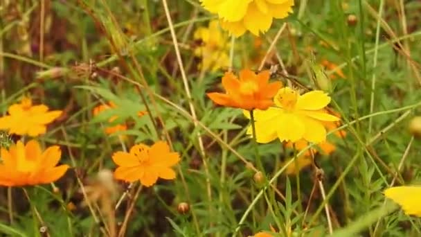 Orange Summer Flower Sulfur Cosmos Yellow Cosmos Cosmos Sulphureus Green — Stock Video