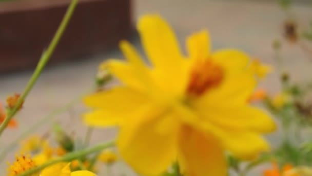Yellow Daisy Flowers Park Slow Motion Green Out Focus Background — Stock Video