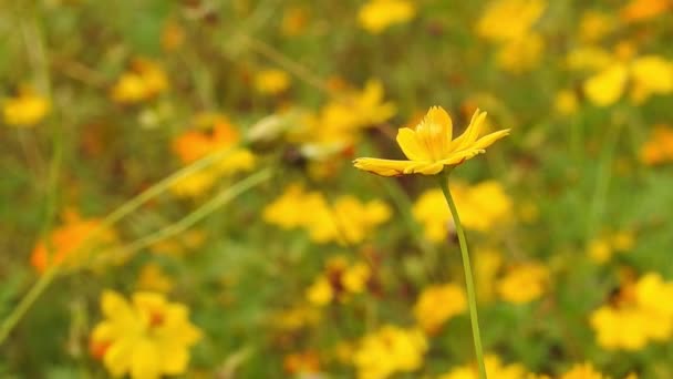 Κίτρινα Λουλούδια Daisy Στο Πάρκο Αργή Κίνηση Πράσινο Φόντο Έξω — Αρχείο Βίντεο