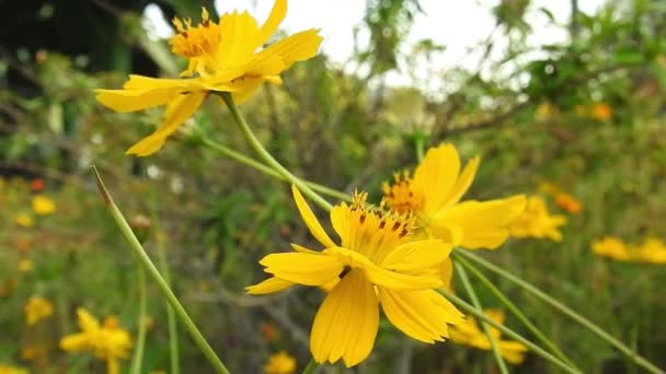 Gelbe Gänseblümchen Blühen Park Zeitlupe Mit Grünem Hintergrund Cosmos Bipinnatus — Stockvideo