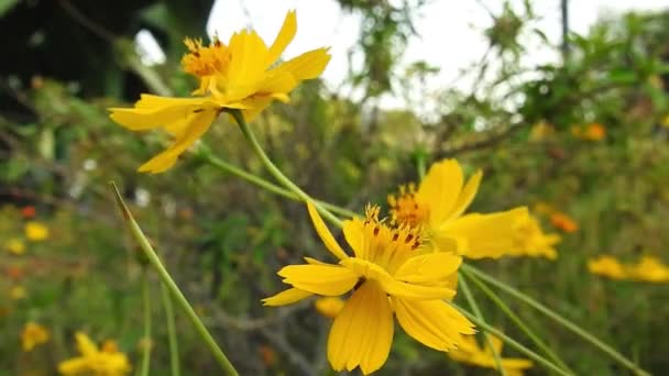 スローモーションで公園内の黄色のデイジーの花は 緑の焦点を背景に コスモスバイピニナスは 一般的に庭のコスモスやメキシコのマスターと呼ばれ 中規模です コスモス 黄色コスモス コスモス硫黄 — ストック動画