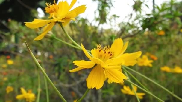Fleurs Marguerite Jaune Dans Parc Ralenti Avec Fond Vert Cosmos — Video