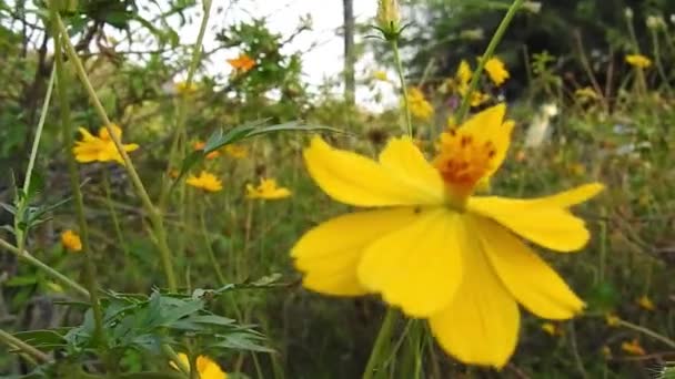 Żółta Daisy Kwiaty Parku Zwolnionym Tempie Zielonym Tle Ostrości Cosmos — Wideo stockowe