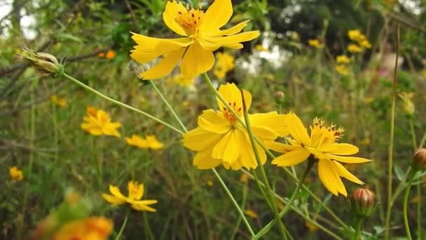 Parkta Yavaş Çekimde Sarı Papatya Çiçekleri Yeşil Odak Arkaplanı Ile — Stok video