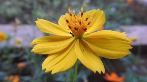 Flores Margarita Amarilla Parque Cámara Lenta Con Fondo Verde Fuera — Vídeos de Stock