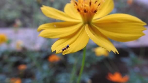 スローモーションで公園内の黄色のデイジーの花は 緑の焦点を背景に コスモスバイピニナスは 一般的に庭のコスモスやメキシコのマスターと呼ばれ 中規模です コスモス 黄色コスモス コスモス硫黄 — ストック動画