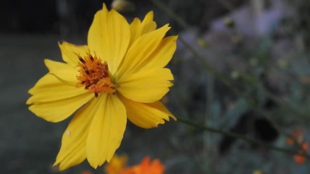 Flores Margarida Amarelas Parque Câmera Lenta Com Fundo Verde Para — Vídeo de Stock