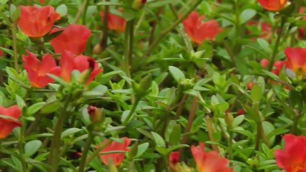 アジアのハトの羽花線付きブルークリトリアTeratea スローモーションで公園内の黄色のデイジーの花は 緑の焦点を背景に コスモスバイピニナスは 一般的に庭のコスモスやメキシコのマスターと呼ばれ 中規模です コスモスバイピナス — ストック動画