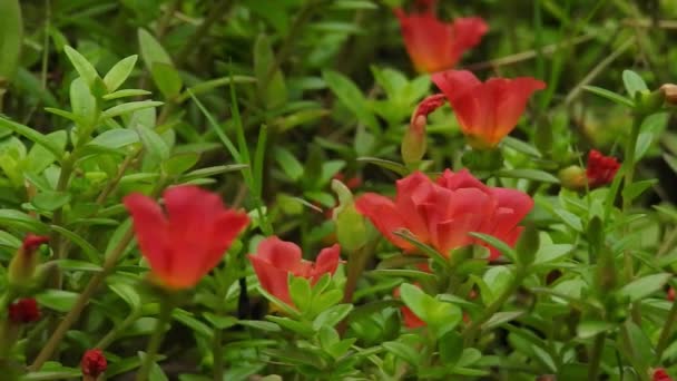 Asiatiska Duvvvvingar Blomma Med Linjerna Blå Clitoria Ternatea Gul Daisy — Stockvideo