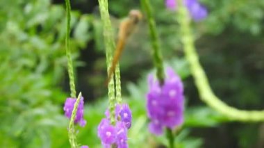 Mavi Klitorya ternateası çizgileri olan Asya güvercin kanatları. Parkta yavaş çekimde sarı papatya çiçekleri, yeşil odak arkaplanı ile, Cosmos bipinnatus, yaygın olarak bahçe kozmosu veya Meksika paskalyası olarak adlandırılır, orta büyüklükte bir çiçektir. Kozmos bipinnatus