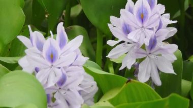 Mavi Klitorya ternateası çizgileri olan Asya güvercin kanatları. Parkta yavaş çekimde sarı papatya çiçekleri, yeşil odak arkaplanı ile, Cosmos bipinnatus, yaygın olarak bahçe kozmosu veya Meksika paskalyası olarak adlandırılır, orta büyüklükte bir çiçektir. Kozmos bipinnatus