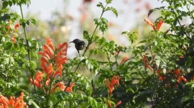 Sarı makro çiçek, yakın plan, yeşil yapraklı. Ruta mezarları Kanarya Sokağı, doğal çiçekli arka plan, sarı çiçekli yakın plan. Sarı trompet çiçekleri ağacın üstünde sallanıyor. Asyalı güvercin kanatları Mavi çizgilerle.