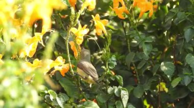 Sarı makro çiçek, yakın plan, yeşil yapraklı. Ruta mezarları Kanarya Sokağı, doğal çiçekli arka plan, sarı çiçekli yakın plan. Sarı trompet çiçekleri ağacın üstünde sallanıyor. Asyalı güvercin kanatları Mavi çizgilerle.