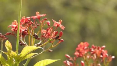 Sarı makro çiçek, yakın plan, yeşil yapraklı. Ruta mezarları Kanarya Sokağı, doğal çiçekli arka plan, sarı çiçekli yakın plan. Sarı trompet çiçekleri ağacın üstünde sallanıyor. Asyalı güvercin kanatları Mavi çizgilerle.
