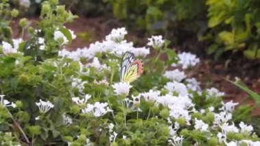 Sarı makro çiçek, yakın plan, yeşil yapraklı. Ruta mezarları Kanarya Sokağı, doğal çiçekli arka plan, sarı çiçekli yakın plan. Sarı trompet çiçekleri ağacın üstünde sallanıyor. Asyalı güvercin kanatları Mavi çizgilerle.