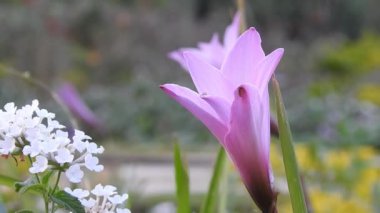 Sarı makro çiçek, yakın plan, yeşil yapraklı. Ruta mezarları Kanarya Sokağı, doğal çiçekli arka plan, sarı çiçekli yakın plan. Sarı trompet çiçekleri ağacın üstünde sallanıyor. Asyalı güvercin kanatları Mavi çizgilerle.