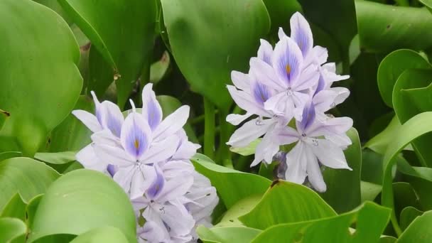 Flor Alas Paloma Asiática Con Líneas Blue Clitoria Ternatea Flores — Vídeo de stock
