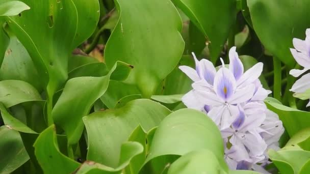 Kwiat Gołębia Azjatyckiego Liniami Blue Clitoria Ternatea Żółta Daisy Kwiaty — Wideo stockowe