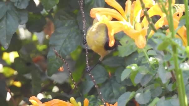 近くに黄色いマクロ花を咲かせ 周りに緑色の葉を付けます Ruta Graveolens Canarian Rue 自然花の背景 黄色の花を咲かせます 黄色いラッパブッシュの花は木の上の空気中で手を振っている アジアのハトの羽の花とラインブルー — ストック動画