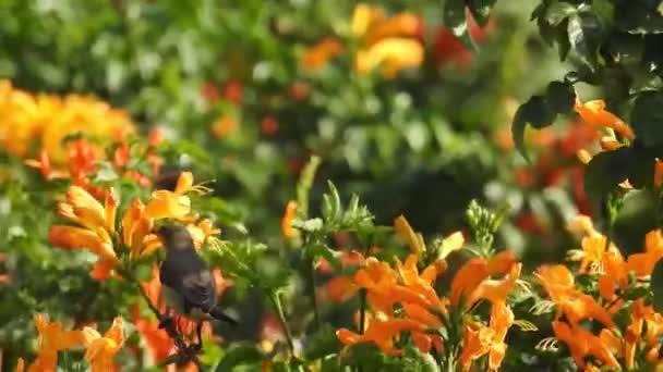 Macro Fleur Jaune Gros Plan Avec Des Feuilles Vertes Autour — Video