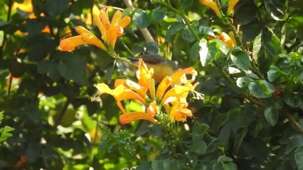 Žlutý Makro Květ Detailu Zelenými Listy Kolem Ruta Graveolens Canarian — Stock video