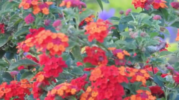 Sarı Makro Çiçek Yakın Plan Yeşil Yapraklı Ruta Mezarları Kanarya — Stok video