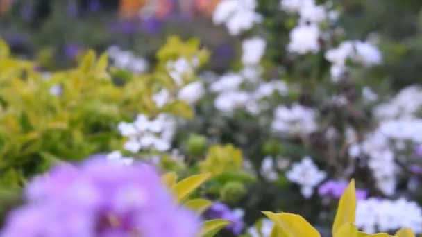 近くに黄色いマクロ花を咲かせ 周りに緑色の葉を付けます Ruta Graveolens Canarian Rue 自然花の背景 黄色の花を咲かせます 黄色いラッパブッシュの花は木の上の空気中で手を振っている アジアのハトの羽の花とラインブルー — ストック動画