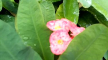 Sarı makro çiçek, yakın plan, yeşil yapraklı. Ruta mezarları Kanarya Sokağı, doğal çiçekli arka plan, sarı çiçekli yakın plan. Sarı trompet çiçekleri ağacın üstünde sallanıyor. Asyalı güvercin kanatları Mavi çizgilerle.