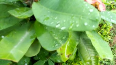 Sarı makro çiçek, yakın plan, yeşil yapraklı. Ruta mezarları Kanarya Sokağı, doğal çiçekli arka plan, sarı çiçekli yakın plan. Sarı trompet çiçekleri ağacın üstünde sallanıyor. Asyalı güvercin kanatları Mavi çizgilerle.