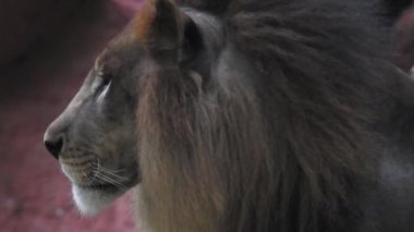 Aslan ve Aslan Kız Mouth 'u açıyor. Orman kralı kükreyen ormandaki dişlerin detaylı görüntüsü. Aslanların başı, yakından ve detaylı. Aslanın kükremesi, Ngorongoro Muhafaza. Aslan kükreyen aslan