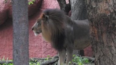 Aslan ve Aslan Kız Mouth 'u açıyor. Orman kralı kükreyen ormandaki dişlerin detaylı görüntüsü. Aslanların başı, yakından ve detaylı. Aslanın kükremesi, Ngorongoro Muhafaza. Aslan kükreyen aslan