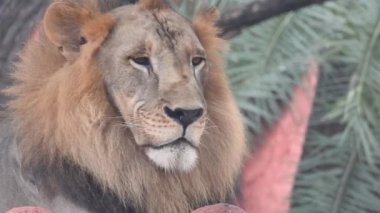 Aslan ve Aslan Kız Mouth 'u açıyor. Orman kralı kükreyen ormandaki dişlerin detaylı görüntüsü. Aslanların başı, yakından ve detaylı. Aslanın kükremesi, Ngorongoro Muhafaza. Aslan kükreyen aslan