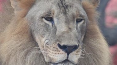 Aslan ve Aslan Kız Mouth 'u açıyor. Orman kralı kükreyen ormandaki dişlerin detaylı görüntüsü. Aslanların başı, yakından ve detaylı. Aslanın kükremesi, Ngorongoro Muhafaza. Aslan kükreyen aslan