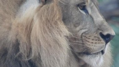 Aslan ve Aslan Kız Mouth 'u açıyor. Orman kralı kükreyen ormandaki dişlerin detaylı görüntüsü. Aslanların başı, yakından ve detaylı. Aslanın kükremesi, Ngorongoro Muhafaza. Aslan kükreyen aslan