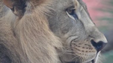 Aslan ve Aslan Kız Mouth 'u açıyor. Orman kralı kükreyen ormandaki dişlerin detaylı görüntüsü. Aslanların başı, yakından ve detaylı. Aslanın kükremesi, Ngorongoro Muhafaza. Aslan kükreyen aslan