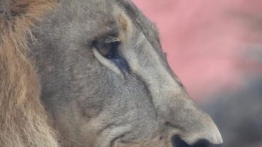 Aslan ve Aslan Kız Mouth 'u açıyor. Orman kralı kükreyen ormandaki dişlerin detaylı görüntüsü. Aslanların başı, yakından ve detaylı. Aslanın kükremesi, Ngorongoro Muhafaza. Aslan kükreyen aslan