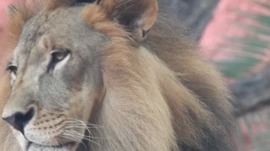 Aslan ve Aslan Kız Mouth 'u açıyor. Orman kralı kükreyen ormandaki dişlerin detaylı görüntüsü. Aslanların başı, yakından ve detaylı. Aslanın kükremesi, Ngorongoro Muhafaza. Aslan kükreyen aslan