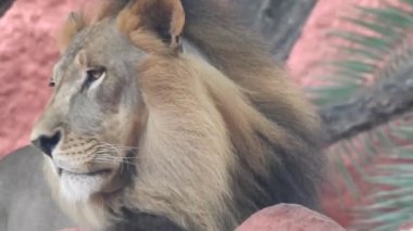 Aslan ve Aslan Kız Mouth 'u açıyor. Orman kralı kükreyen ormandaki dişlerin detaylı görüntüsü. Aslanların başı, yakından ve detaylı. Aslanın kükremesi, Ngorongoro Muhafaza. Aslan kükreyen aslan